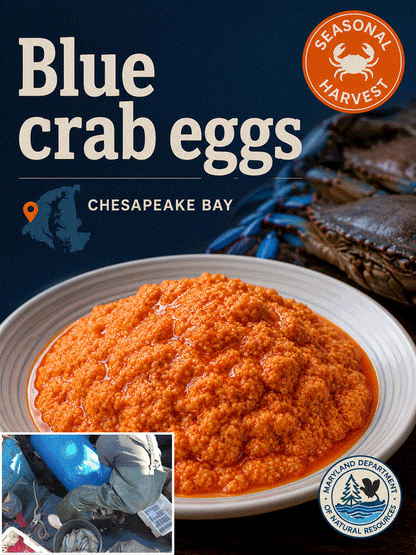 🦀 Maryland-Chesapeake Bay blue crab eggs-TTBD