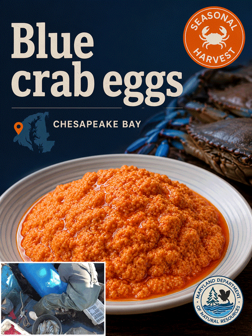 👨‍🍳 Gourmet Maryland Blue Crab eggs | The Taste of the Ocean 🌊-TTQL