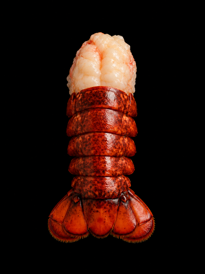 Fresh lobster tail meat with shell-Nature's Protein Powerhouse! 🦞 Boost Energy & Stamina-TTQL