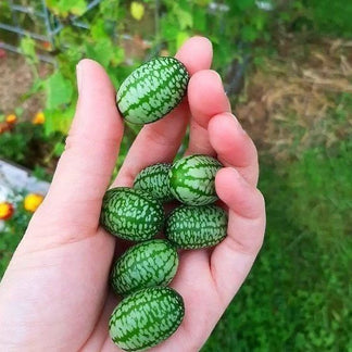 😍 The Cutest Thing You’ll Grow This Year: Thumb-Sized Watermelons – Kids Love Them!-TTQL