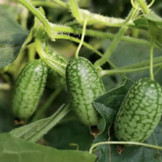 😍 The Cutest Thing You’ll Grow This Year: Thumb-Sized Watermelons – Kids Love Them!-TTQL